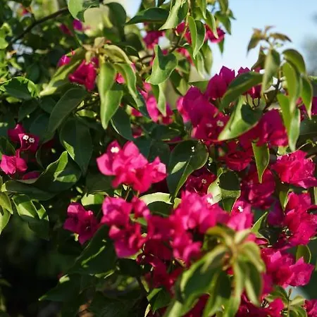 Hotel Karyada Çeşme