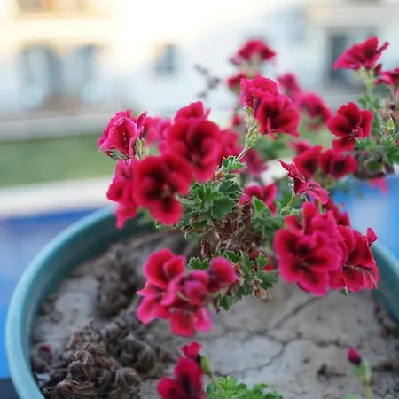 Hotel Karyada Çeşme